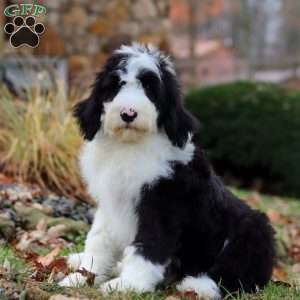 Jackson, Sheepadoodle Puppy